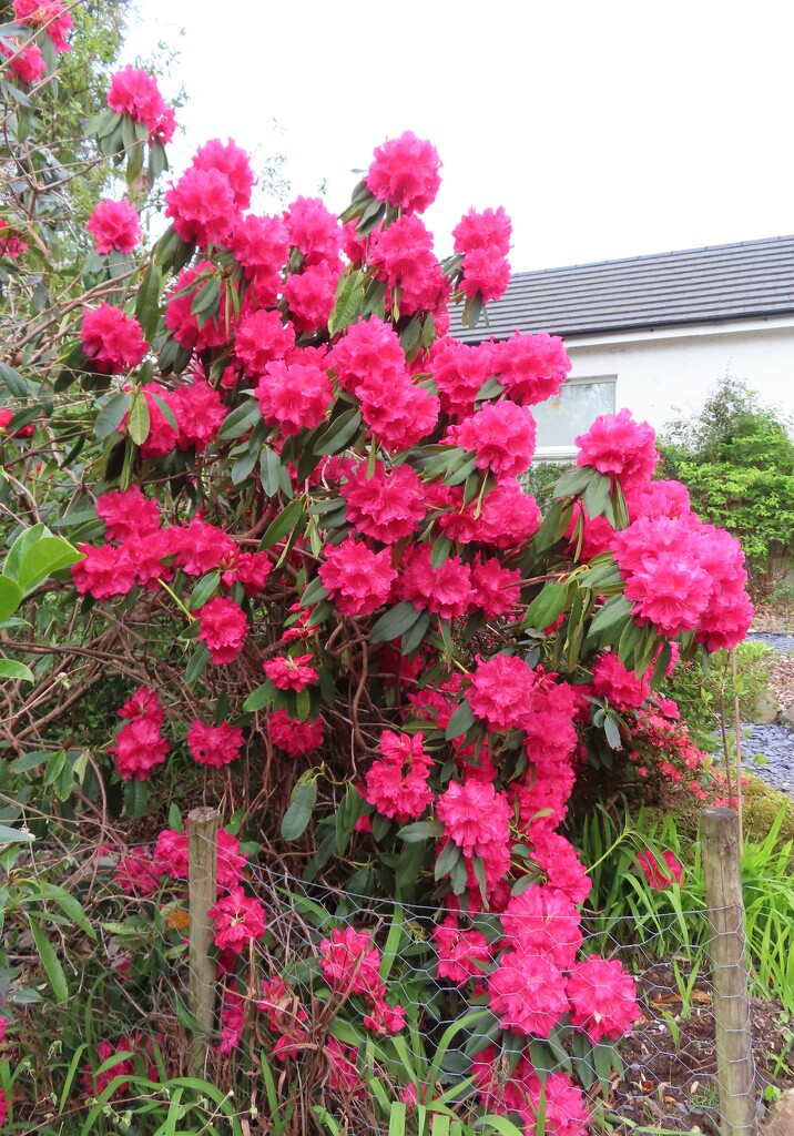 Rhododendron  by countrylassie