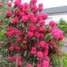 Rhododendron  by countrylassie
