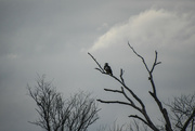 3rd Apr 2024 - Golden Eagle and a Wisp of White
