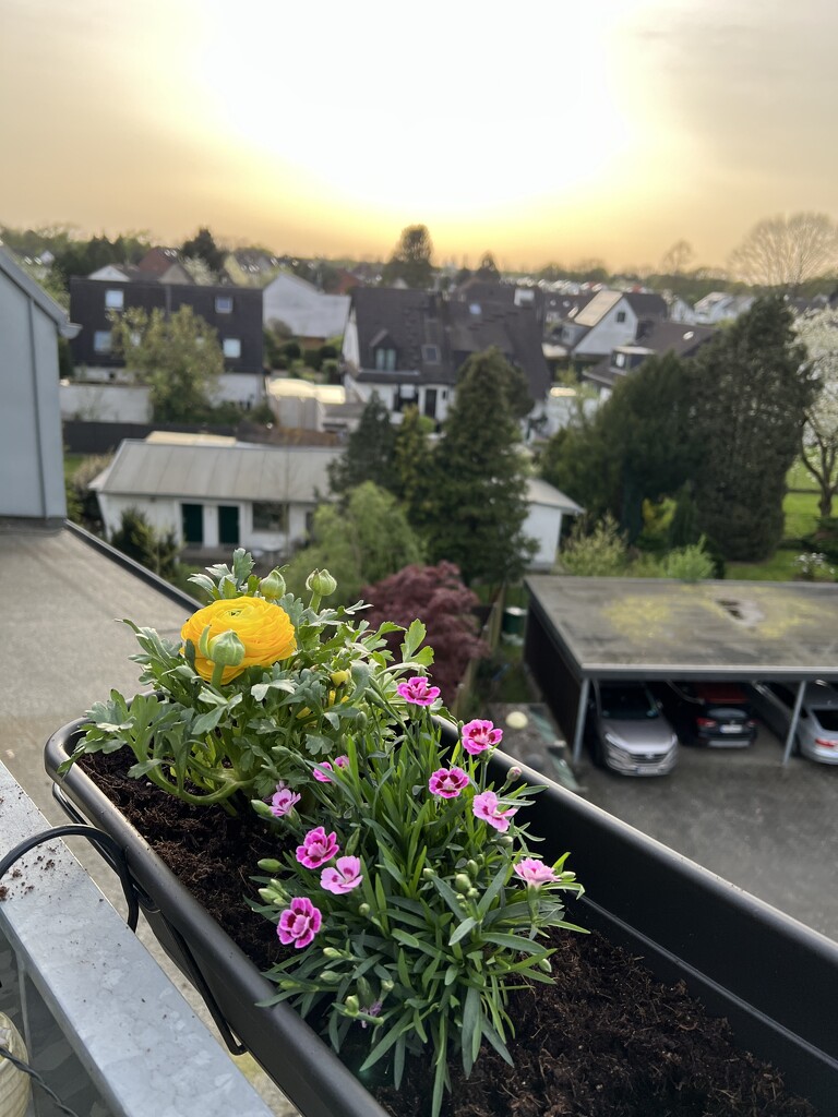 Bringing spring to the balcony  by ctst