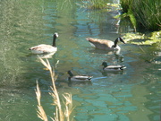 7th Apr 2024 - Duck Duck Goose Goose