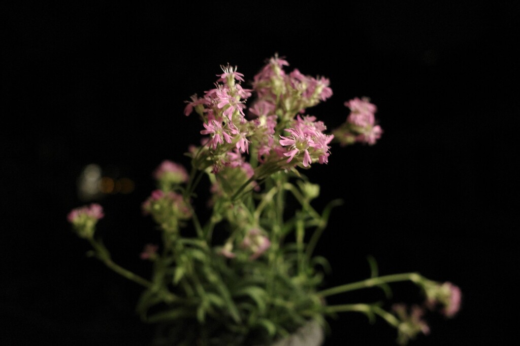 Flower at night by vincent24
