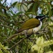  Blue - Faced Honey-eater ~  by happysnaps