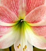 7th Apr 2024 - Amaryllis flower 