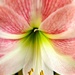 Amaryllis flower 