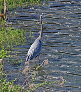 28th Mar 2024 - March 28 Blue Heron IMG_8912