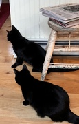 7th Apr 2024 - Two cats by the old stool