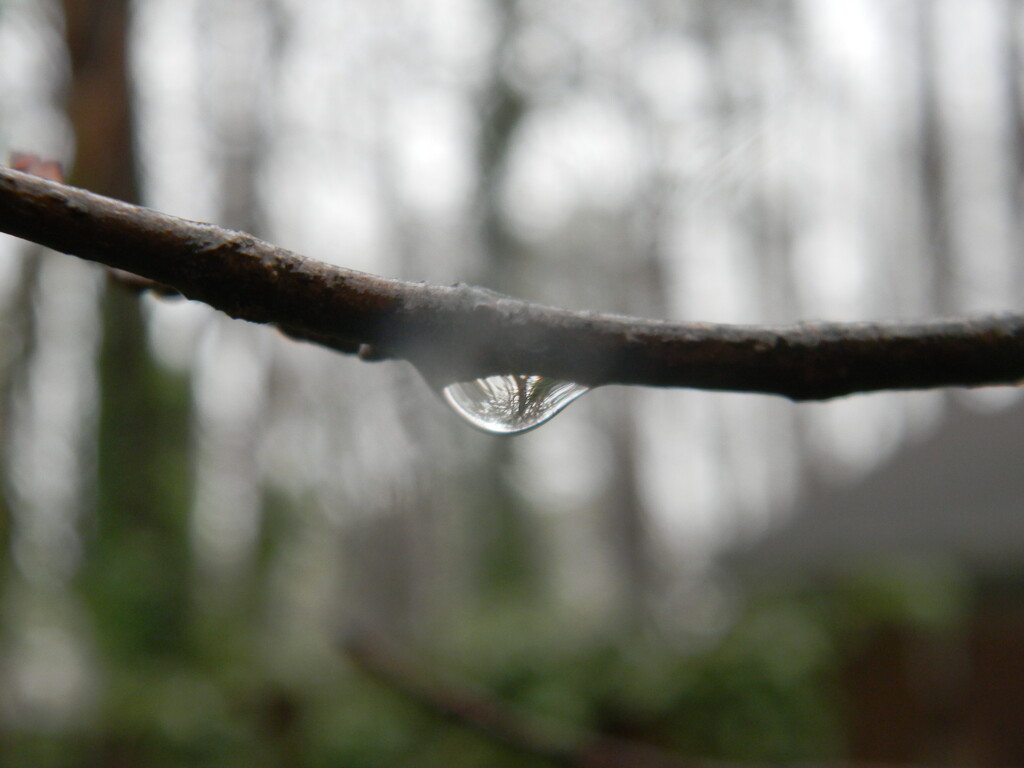 Raindrop on Tree Branch by sfeldphotos
