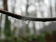 12th Feb 2024 - Raindrop on Tree Branch