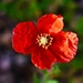 4 6 Beautiful Poppy by sandlily