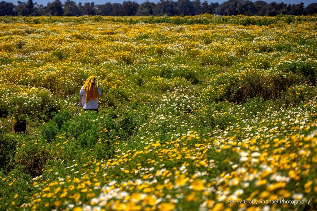 Walking through a Field of Gold by taffy