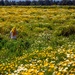 Walking through a Field of Gold by taffy