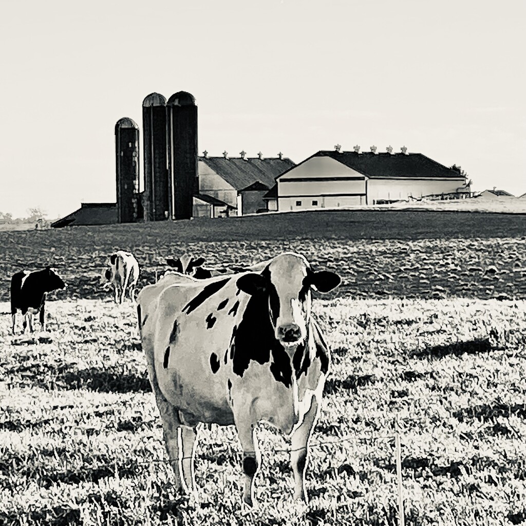 Confined Bovine by rickaubin