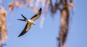 7th Apr 2024 - Swallow Tail Kite!