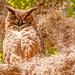 Great Horned Owl Overhead! by rickster549