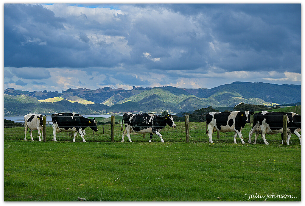 'Til the cows come home'... by julzmaioro