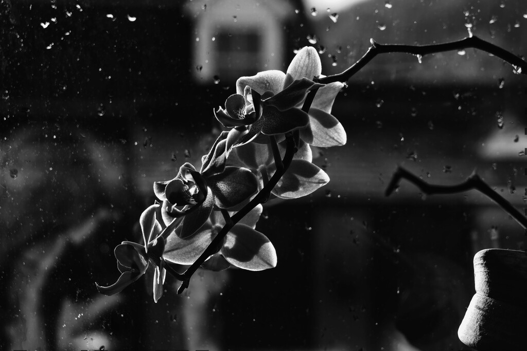 Dark Orchid by jamibann