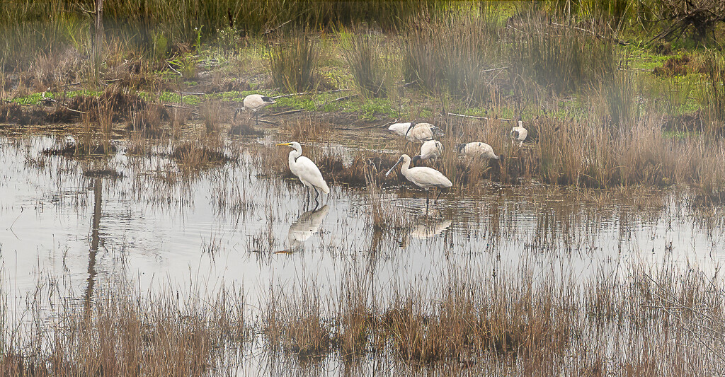 Spoonbills! by pusspup