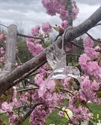 7th Apr 2024 - Blossom Picking
