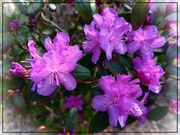 7th Apr 2024 - Rhododendron Explosion