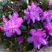 Rhododendron Explosion by olivetreeann