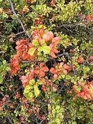 7th Apr 2024 - Quince