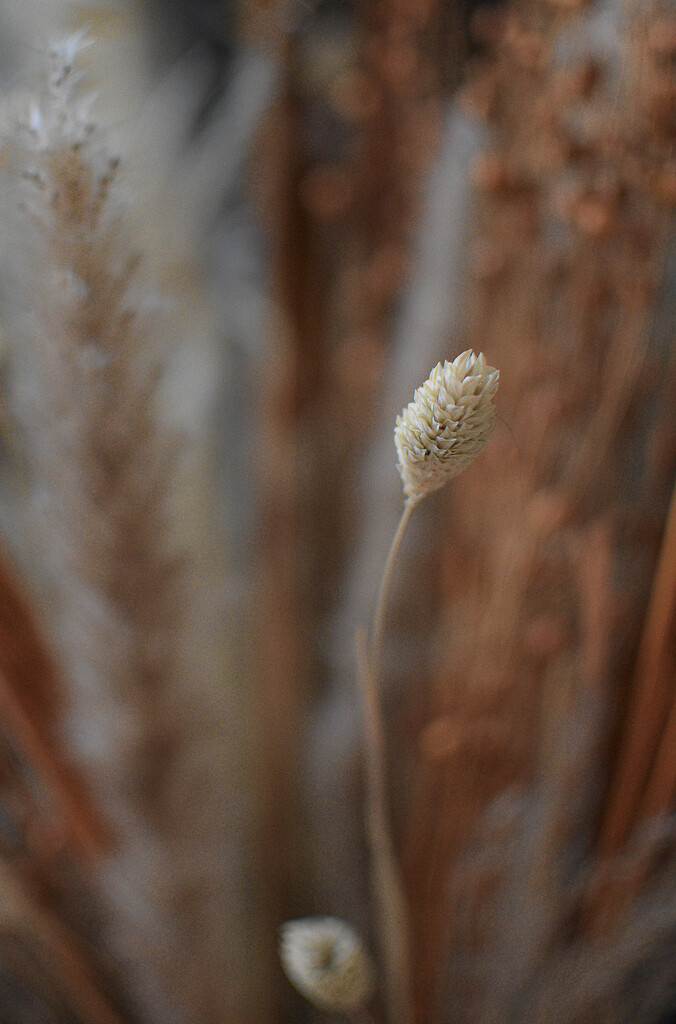 Dried grasses by tiaj1402