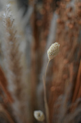 8th Apr 2024 - Dried grasses