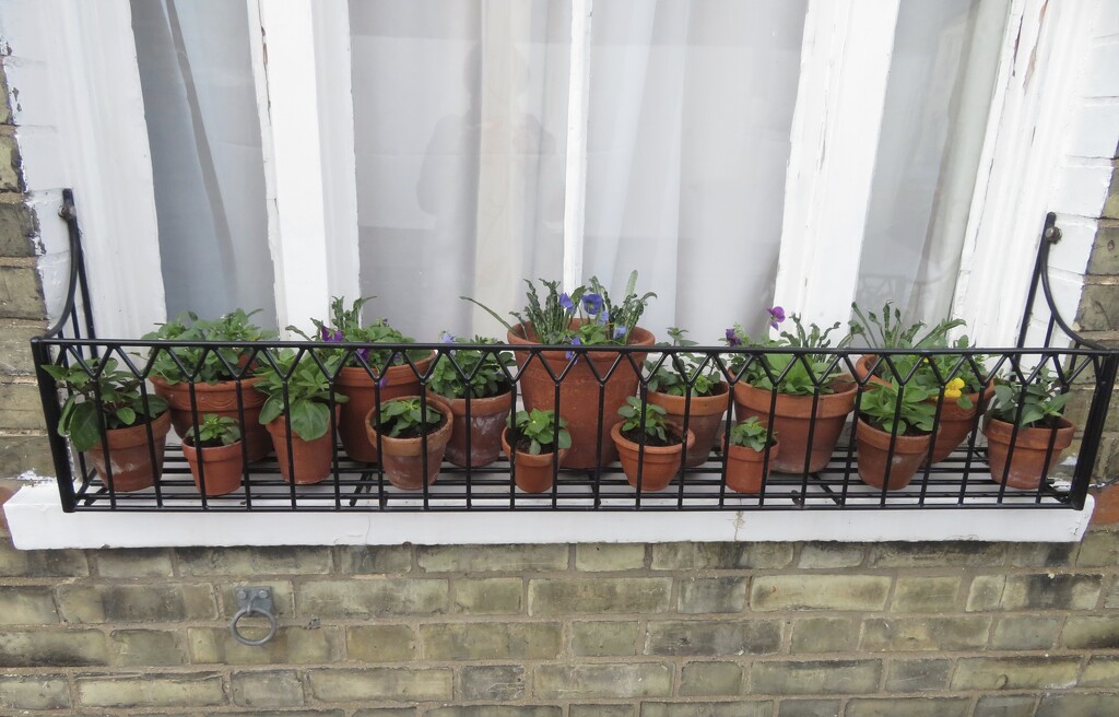 Window ‘box’ plants by felicityms