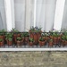Window ‘box’ plants by felicityms