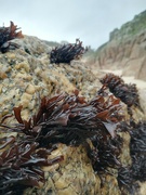 9th Apr 2024 - Seaweed