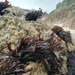 Seaweed by 365projectorgjoworboys