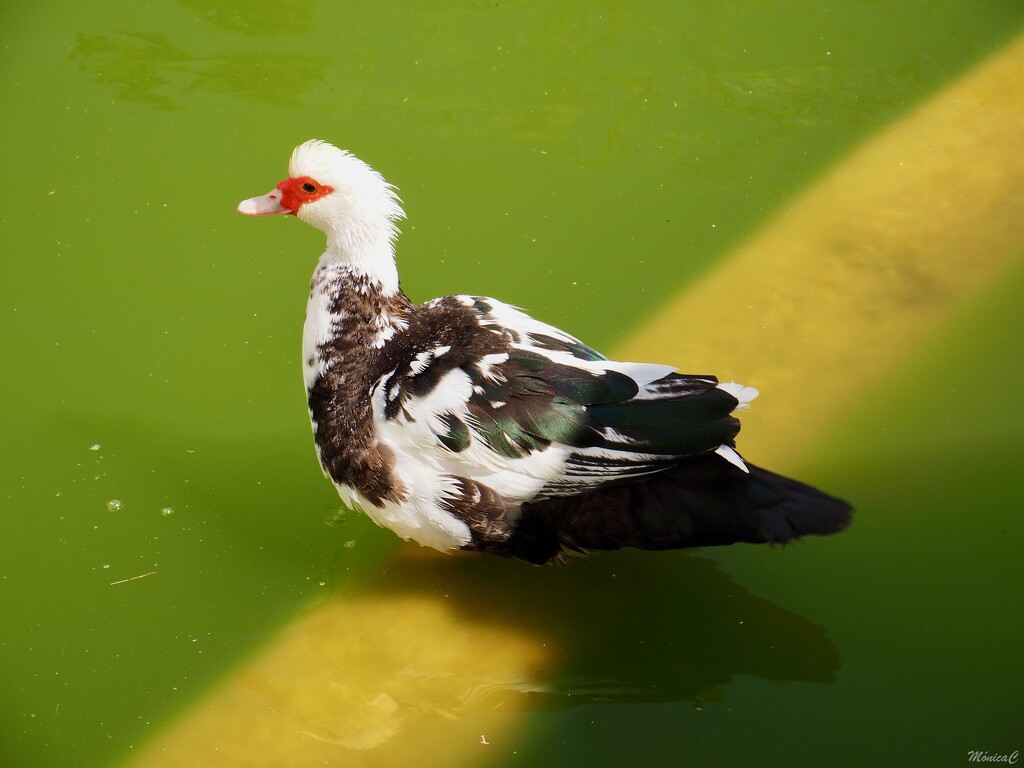Muscovy duck by monicac
