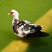 Muscovy duck by monicac