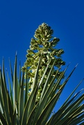 7th Apr 2024 - 4 7 Yucca Pre-bloom