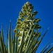 4 7 Yucca Pre-bloom by sandlily