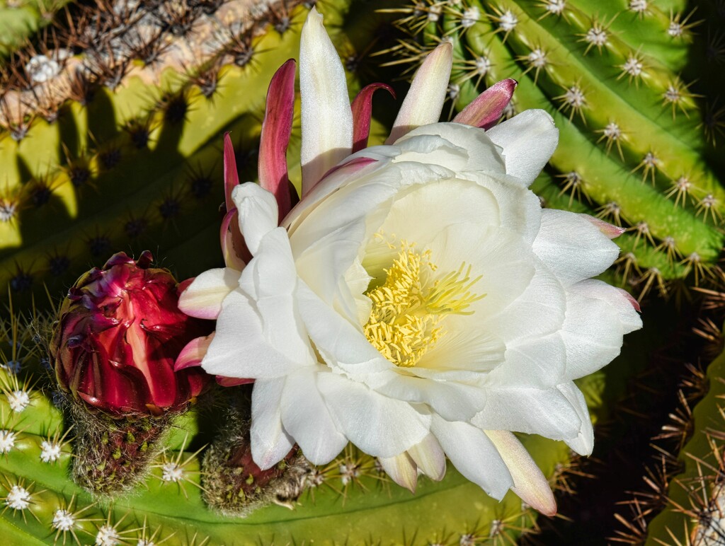 4 7 Senita Cactus flower by sandlily