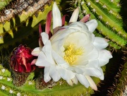 7th Apr 2024 - 4 7 Senita Cactus flower