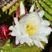 4 7 Senita Cactus flower by sandlily