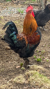 8th Apr 2024 - A Rooster