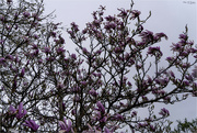 8th Apr 2024 - Magnolia in the rain