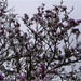 Magnolia in the rain by pcoulson