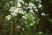 7th Apr 2024 - Prunus avium