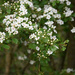 Prunus avium by parisouailleurs