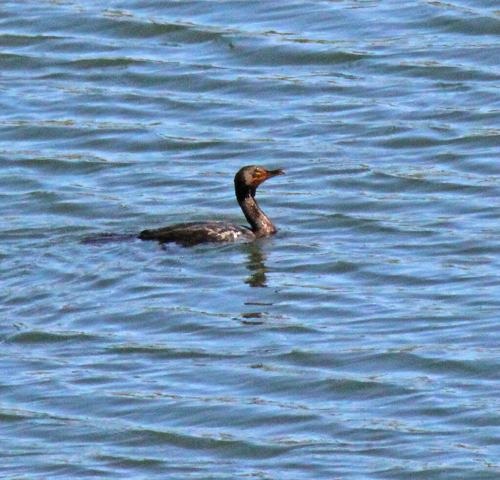 April 6 Cormorant With Detail IMG_8917AAA by georgegailmcdowellcom