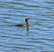 6th Apr 2024 - April 6 Cormorant With Detail IMG_8917AAA