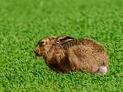 8th Apr 2024 - Cheeky Hare   