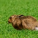 Cheeky Hare    by padlock