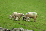 8th Apr 2024 - new lot of lambs