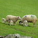 new lot of lambs